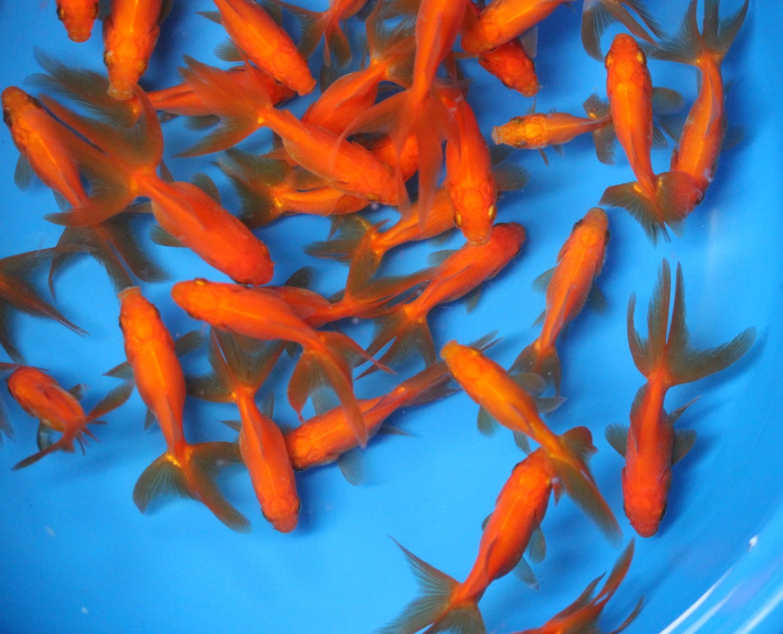 Red Fantail Goldfish bassinger wholesale koi