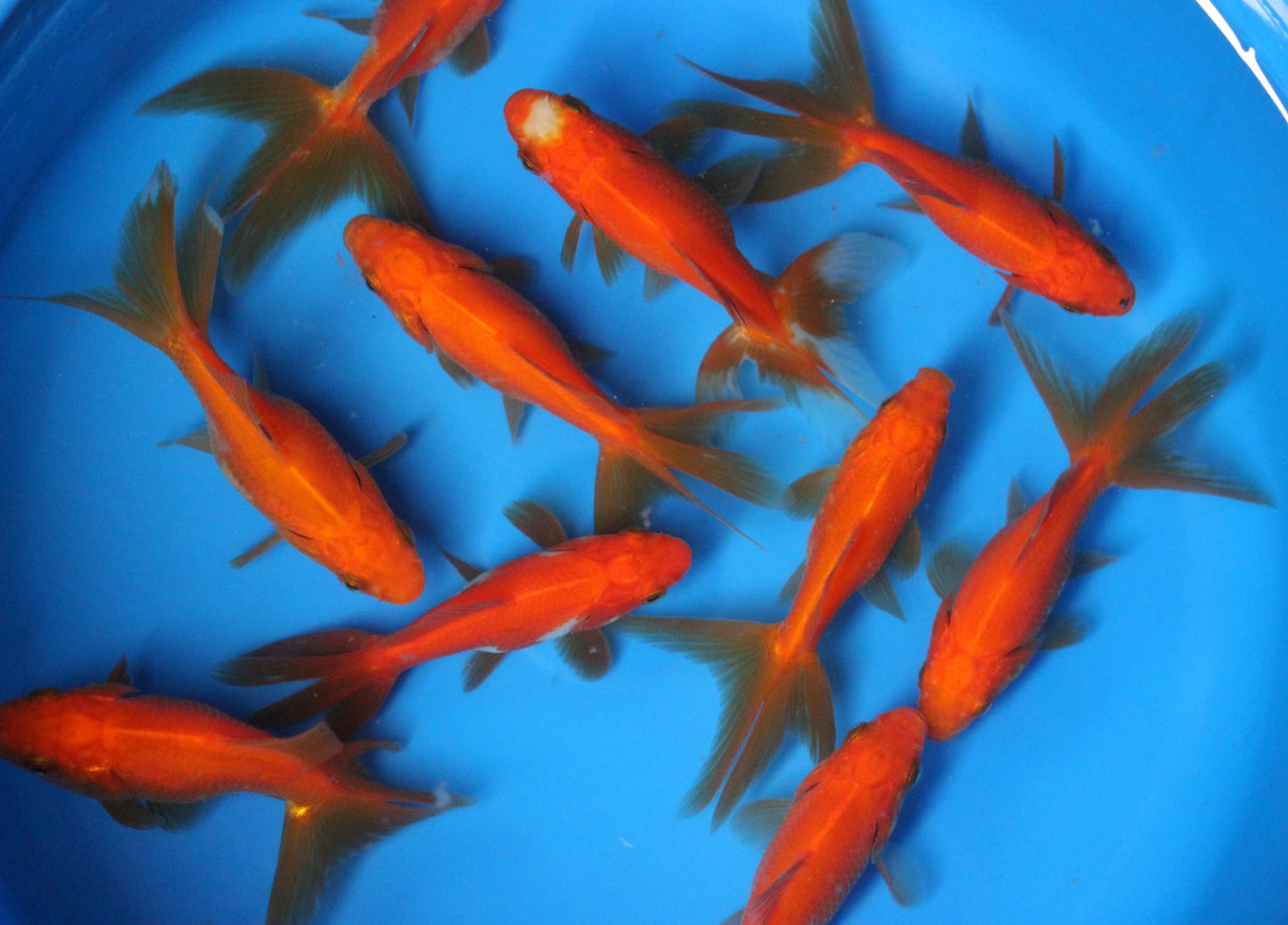 Red Fantail Goldfish