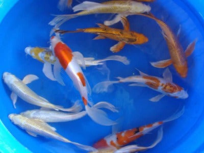 Bassinger Wholesale Koi and Goldfish – bassinger-wholesale-koi