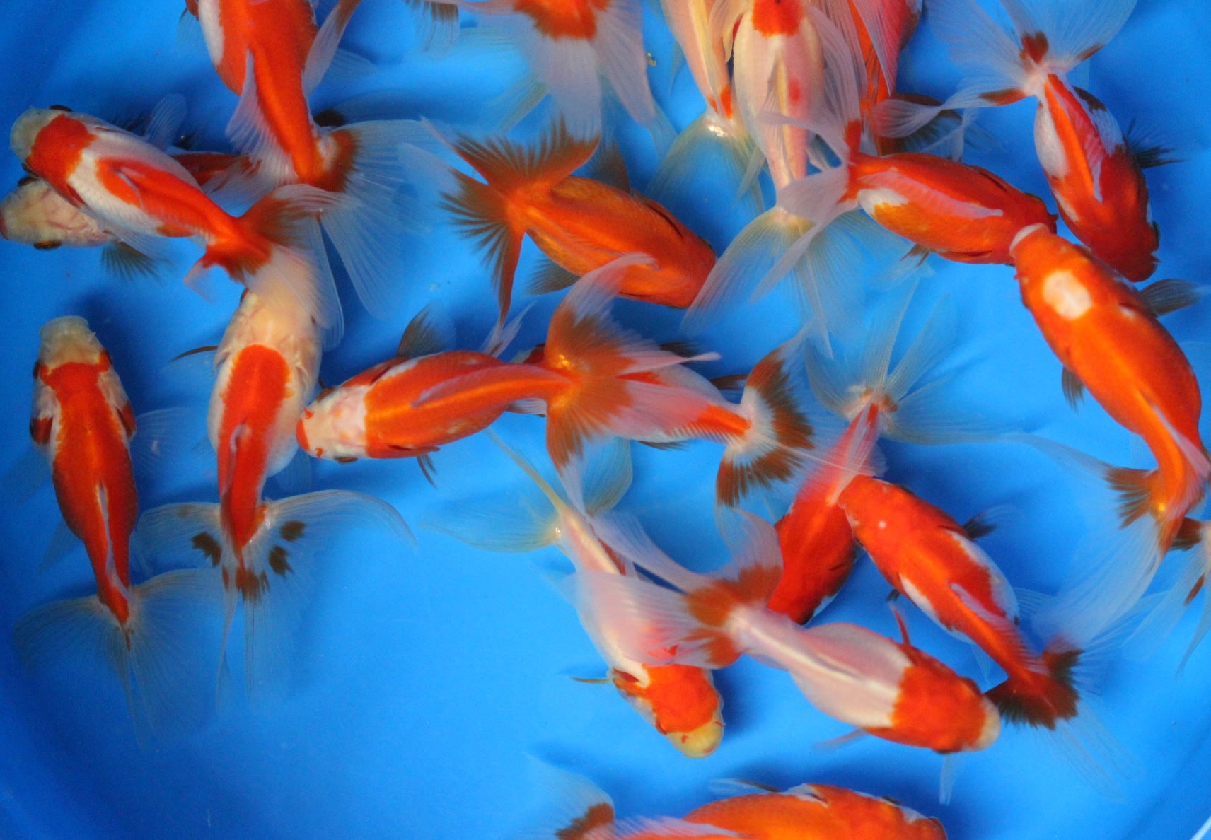 Red And White Comet Goldfish
